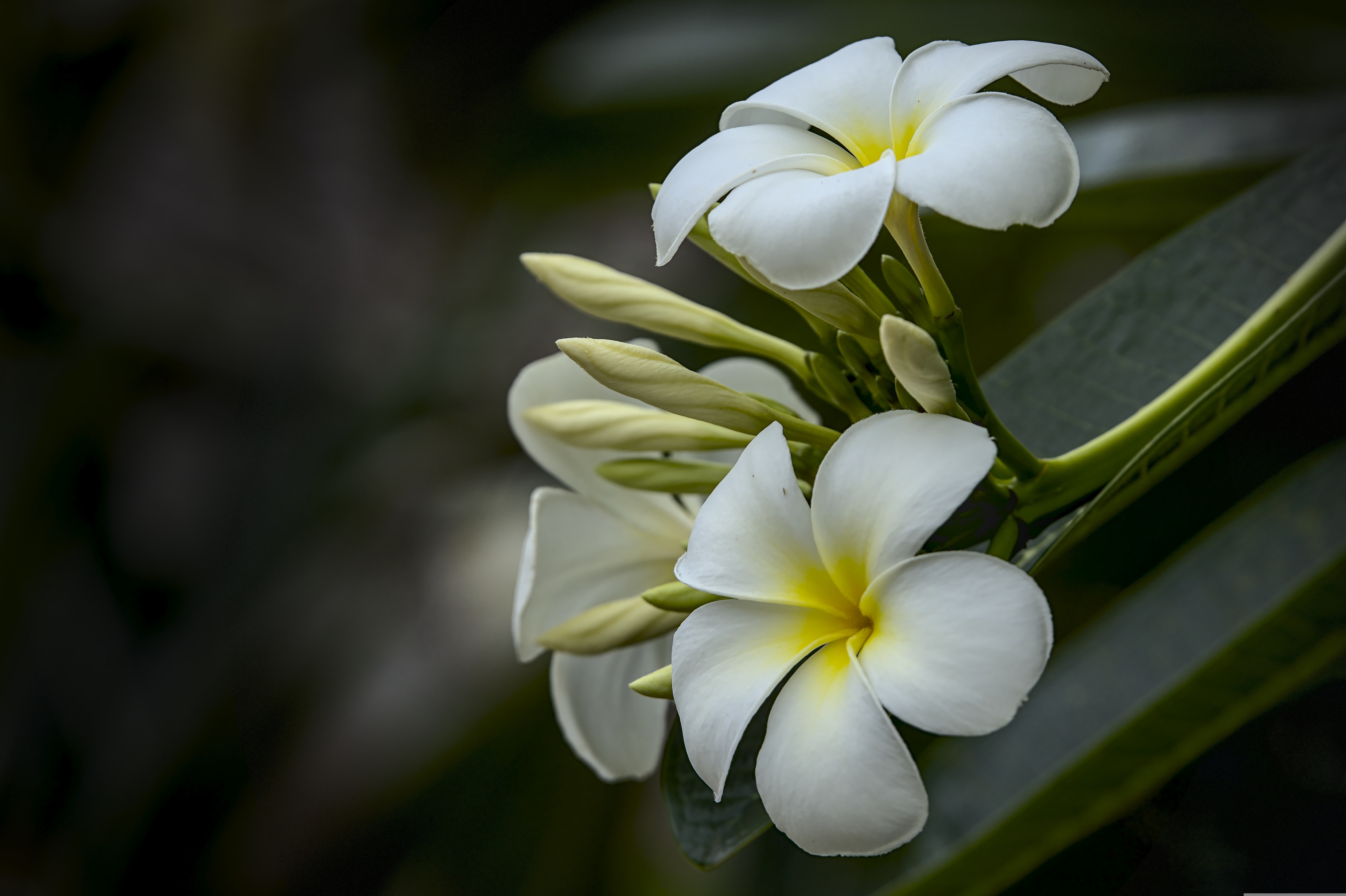 fleur